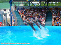 Дельфинарий Аква-мир